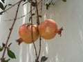 Big pomegranate fruit on the green tree .pomegranate juice health benefits